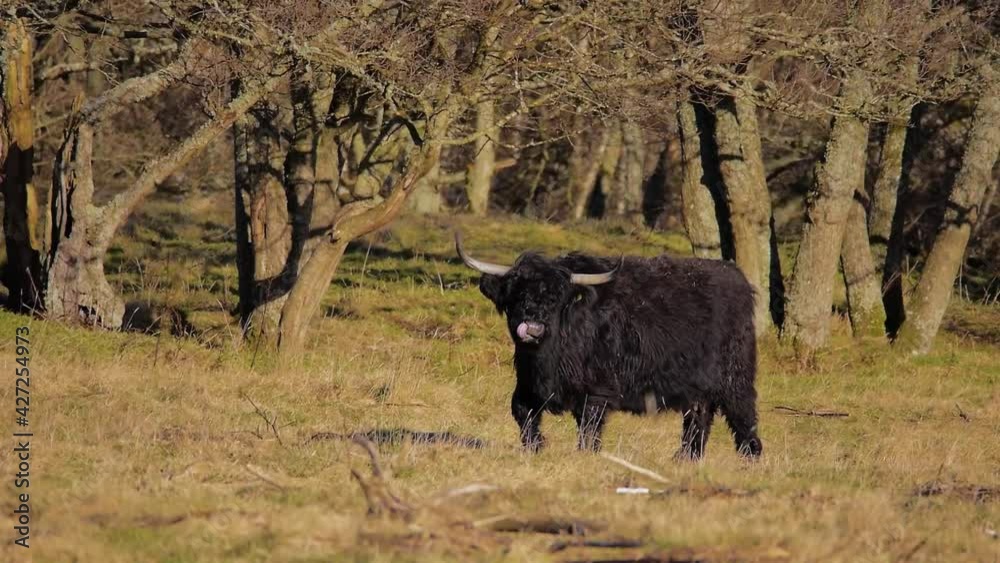 Single black highland cow against autumn trees. Single black highland cow against autumn trees.