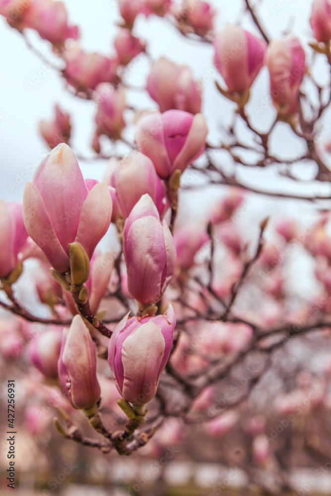 pink magnolia flowers pink magnolia flowers