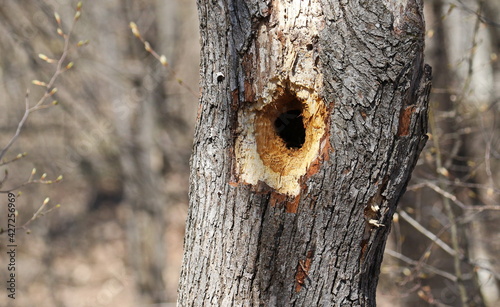 Oak tree and a woodpecker hole background and texture