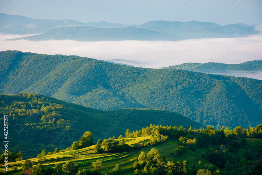 rural landscape in summer at sunrise. hills rolling in to the distant valley in morning mist. green countryside of transcarpathia rural landscape in summer at sunrise. hills rolling in to the distant valley in morning mist. green countryside of transcarpathia