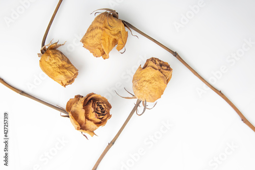 four dry rose on white background