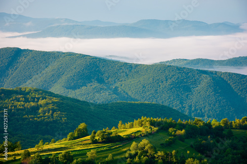 rural landscape in summer at sunrise. hills rolling in to the distant valley in morning mist. green countryside of transcarpathia