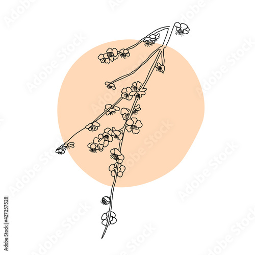 Abstract continuous line drawing. The beautiful flowers. Cherry blossom or sakura concept.