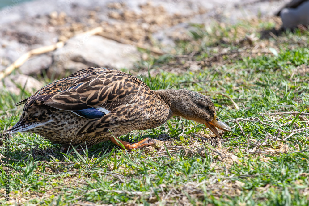 Mallard eats grass. Close-up. Wild duck, mallard, (Anas platyrhynchos), female, on shore, side view. Topic - wild animal and bird, hunting, advertising of goods for hunting. Mallard eats grass. Close-up. Wild duck, mallard, (Anas platyrhynchos), female, on shore, side view. Topic - wild animal and bird, hunting, advertising of goods for hunting.