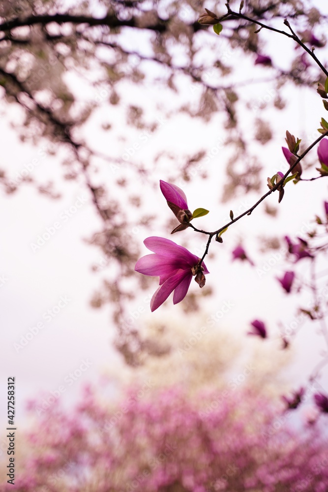 Purple Magnolia Flowers - Spring background, selective focus Purple Magnolia Flowers - Spring background, selective focus