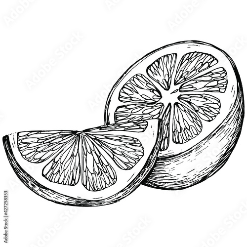 lemon isolated on white background. Organic essential oil engraved style sketch. Beauty and spa, cosmetic ingredient. Great for label, poster, flyer, packaging