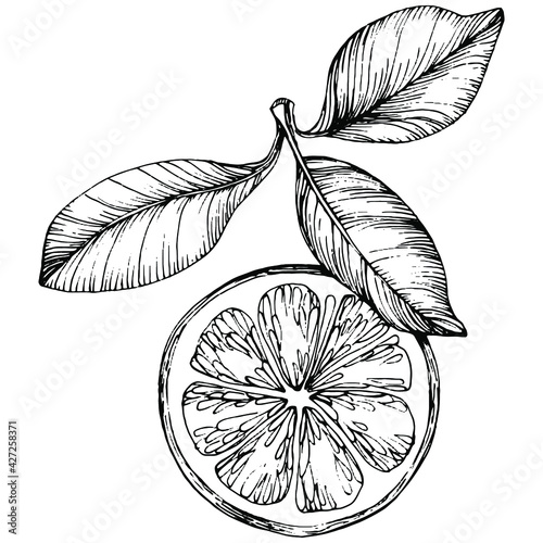 lemon isolated on white background. Organic essential oil engraved style sketch. Beauty and spa, cosmetic ingredient. Great for label, poster, flyer, packaging
