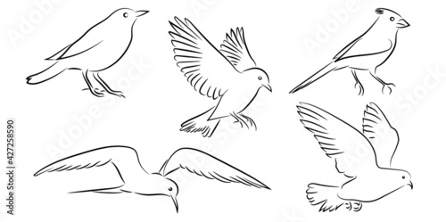 5 Verschiedene Vögel Konturen Birds Vektor Grafik Illustration Lineart