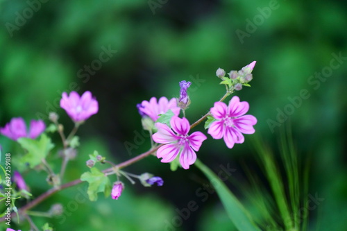 flowers in the garden