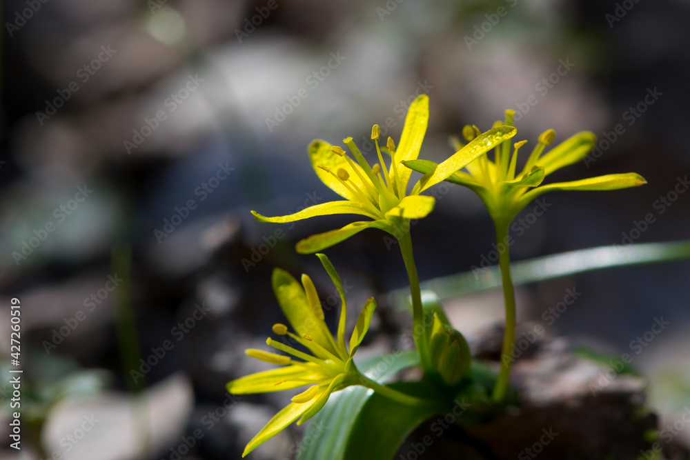 Fototapeta premium Field Gagea flower, or Goose onion, or Bird's bow. yellow flower with green leaves. Spring flowers in the forest. Soft selective focus. first delicate yellow flowers, natural background, close-up