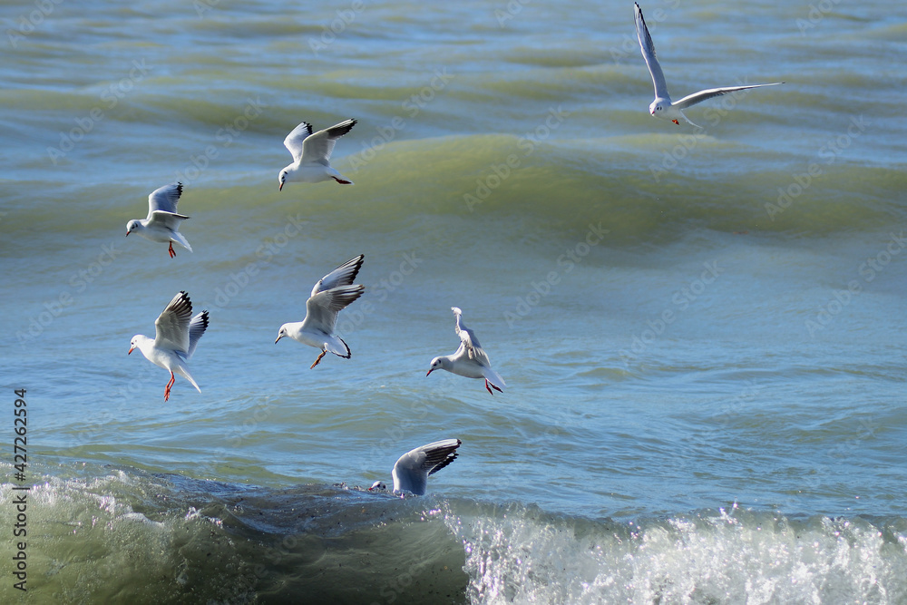flock of seagulls flying over the sea wave flock of seagulls flying over the sea wave