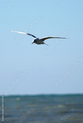 seagull flying over the sea wave