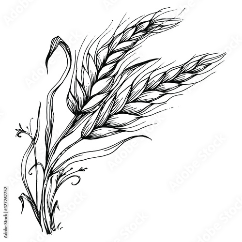 Wheat ears hand drawings. Engraving vintage illustration symbol of protection and safety. Antique vintage engraving illustration for logo