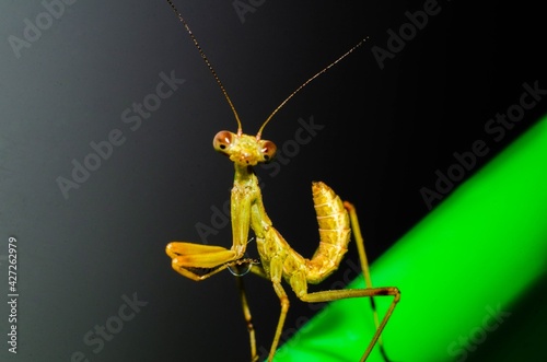 Praying Mantis (Mantodea) close up posing like a model on dark background, baby insect, macro potography photo