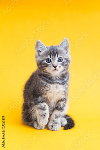 Fototapeta Naklejka Na Ścianę i Meble -  Cute kitten on color yellow background. Kid animal, gray small tabby cat isolated on yellow background