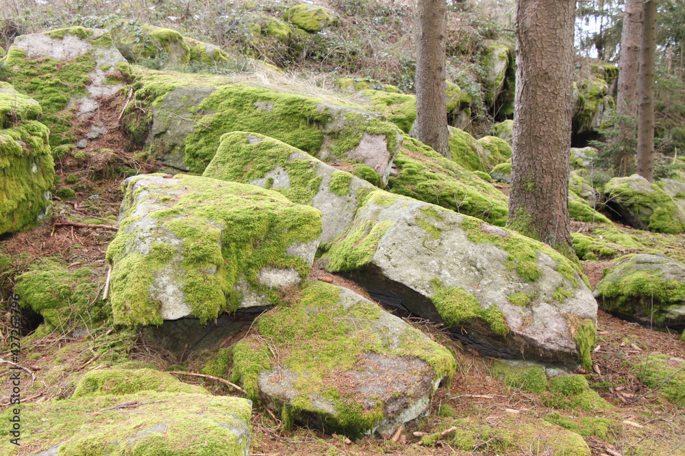 Fototapeta premium granite stone covered with green moss