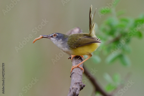 juvenile of yellow-bellied prinia picking fresh worm from wooden cracks as its favorite food to eat