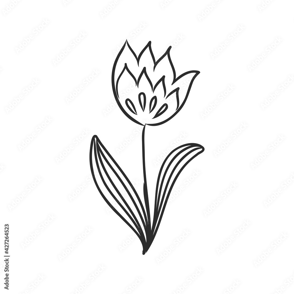 Ink, pencil, the leaves and flowers of Magnolia isolated. Line art transparent background. Hand drawn nature painting. Freehand sketching illustration. Ink, pencil, the leaves and flowers of Magnolia isolated. Line art transparent background. Hand drawn nature painting. Freehand sketching illustration.