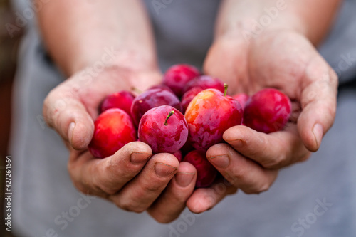 womans hand holding plums in a orchard. Farmers hands with freshly harvested plums