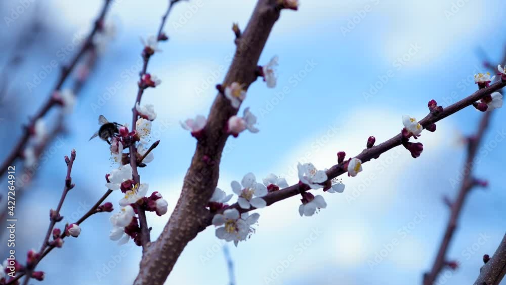 Close-up shot of a single bumblebee pollinating apricot tree blossoms swaying in the wind. Close-up shot of a single bumblebee pollinating apricot tree blossoms swaying in the wind.