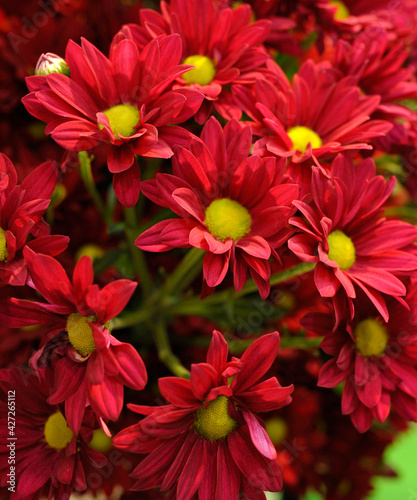 Bunch of red chrysanthemums on a blurred background, flowershop