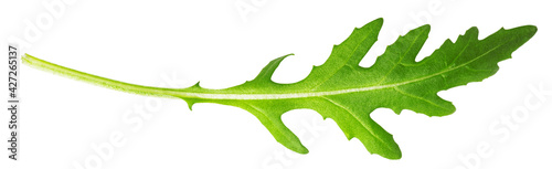 Arugula leaf isolated on white