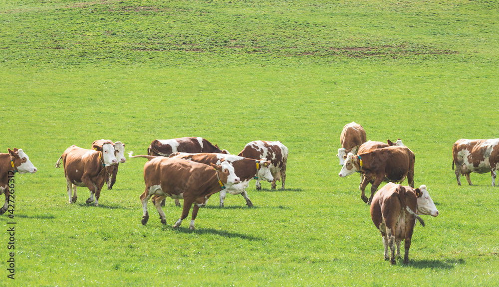 Organic farming in Austria: Cows are grazing on the meadow, spring time Organic farming in Austria: Cows are grazing on the meadow, spring time