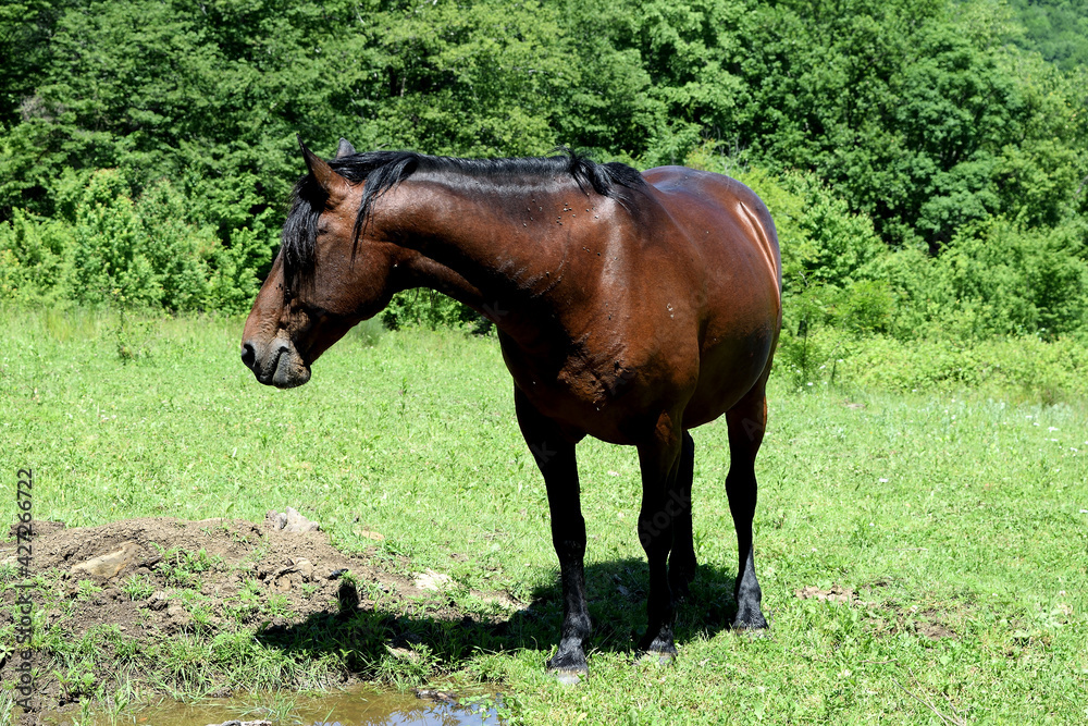 the horse, turning to the side, stands against the background of dense green tall bushes the horse, turning to the side, stands against the background of dense green tall bushes