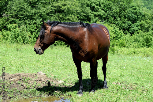 the horse  turning to the side  stands against the background of dense green tall bushes