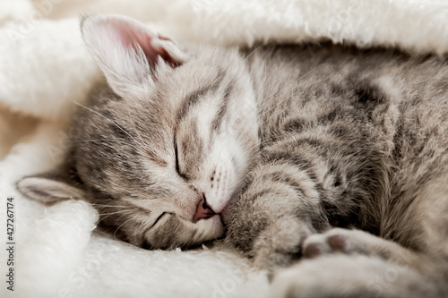 Cute tabby kitten sleep on white soft blanket. Cats rest napping on bed. Comfortable pet sleep at cozy home. Cat sleep on pillow under blanket. Long web banner Close up.