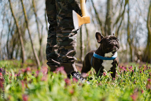 Man with axe and french bulldog in forest © adrianad