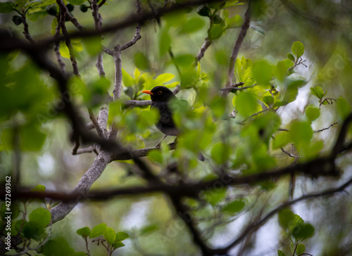 black bird hiding in leaves of a tree ,selective focus on eye . bird watching .