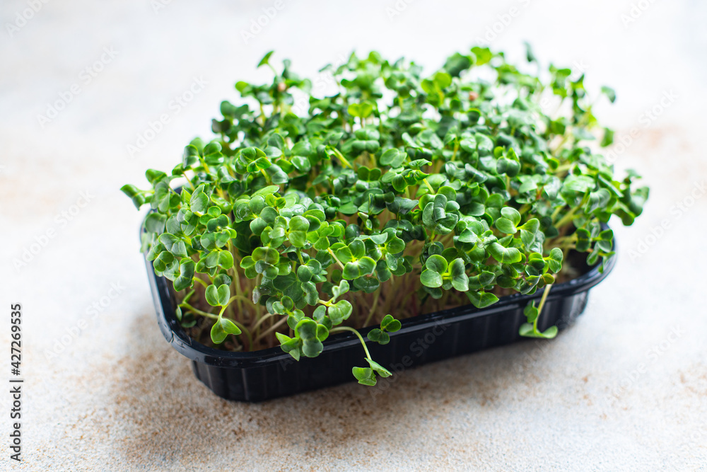 microgreen radish fresh herbs for salad and cooking snack trend meal copy space food background rustic. top view keto or paleo diet vegan or vegetarian food microgreen radish fresh herbs for salad and cooking snack trend meal copy space food background rustic. top view keto or paleo diet vegan or vegetarian food