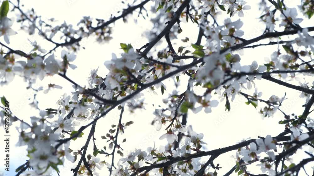 Blooming plum tree in spring. Blooming plum tree in spring.