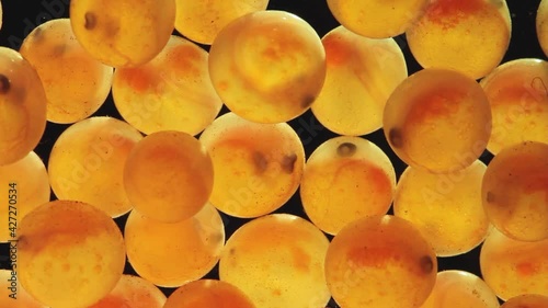 Extreme close up of an egg of a brown trout