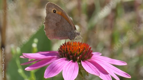 Closeup of a meadow brown butterfly feeding on a coneflower