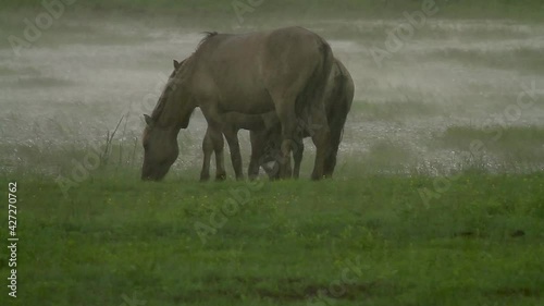 Konik horses in a heavy thunderstorm, rain