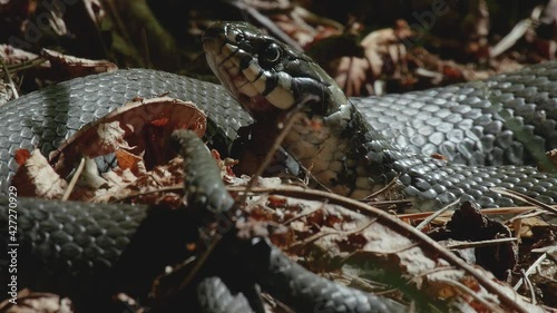 Close up of a Grass snake warming in the sun