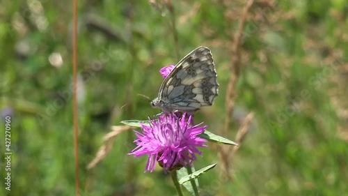 Male of an marbled white butterfly feeding on a blossom