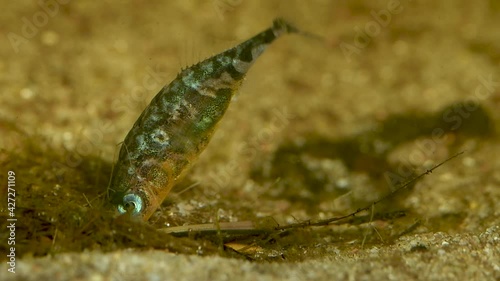 Slow motion of a three-spined stickleback male building a nest photo