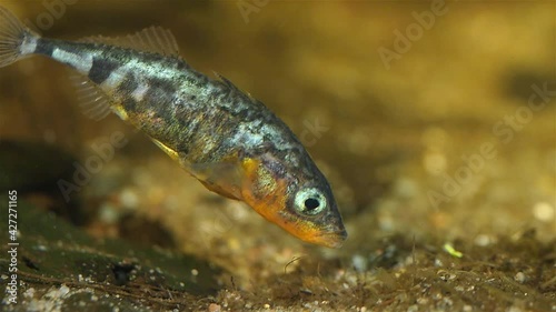 Slow motion of a male thre-spined stickleback building a nest