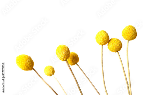 Yellow Craspedia, Billy balls,flowers on grey background. Trend colors-yellow,grey. Copy space. Top view