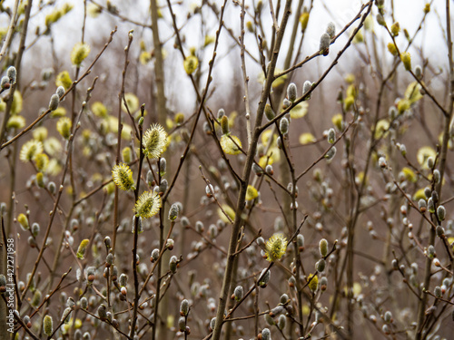 Pussy willow catkins, salix in flower in spring. © Mushy