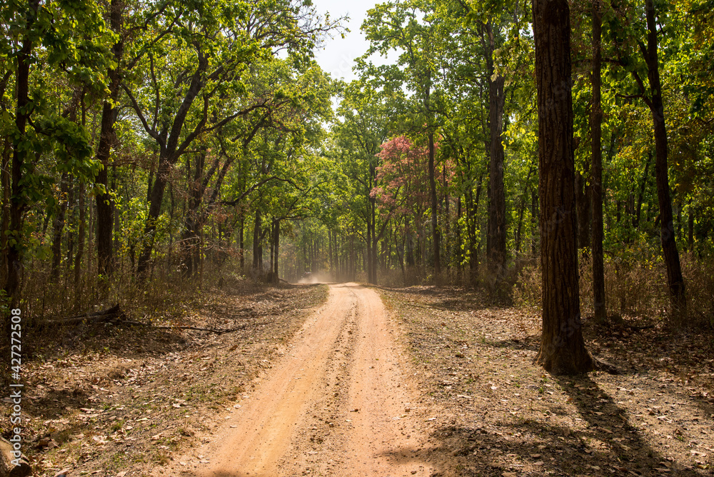 Fototapeta premium Path in the forest with canopy of trees on a sunny day.