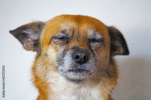 Portrait of a small red Chihuahua dog that is sleeping.