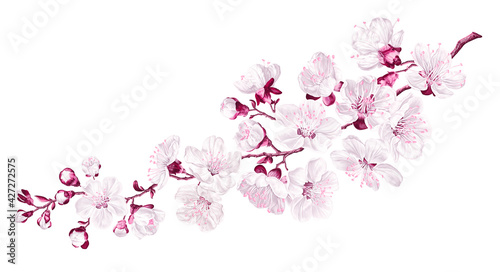 Big vector branch with sakura (cherry blossoms). Realistic flowers of  spring tree. Detailed hand drawn isolated clip art for your design, postcards, advertising, social media posts, textiles.