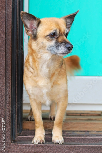 Portrait of a small red dog Chihuahua breed.