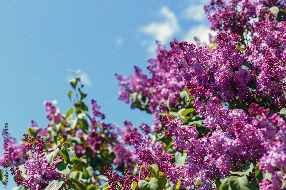 Spring blooming flowers of lilac on lilac bushes against the blue sky. Natural background blooming lilac flowers outside.