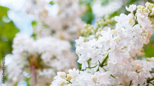 White lilac. Spring blooming flowers of White lilac on lilac bushes. Natural White Flower against blue sky background outside. Long web banner