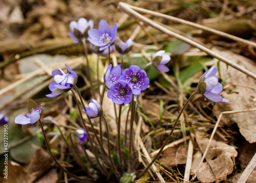 The first forest flowers are light blue spines surrounded by green and brown leaves.